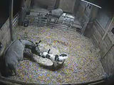 Barn Cam Image