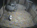 Barn Cam Image