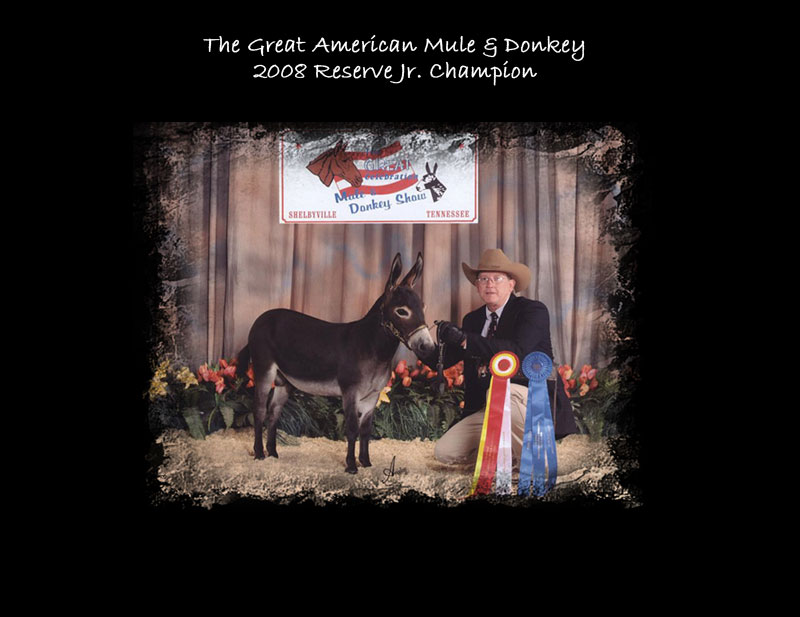 Triple Crown Res Champion Miniature Donkey